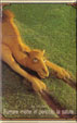 CamelCollectors https://thecamelcollectors.com/assets/images/pack-preview/CH-016-01.jpg