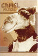 CamelCollectors https://thecamelcollectors.com/assets/images/pack-preview/MX-010-72.jpg