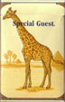 CamelCollectors https://thecamelcollectors.com/assets/images/pack-preview/NO-002-01.jpg