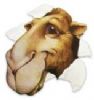 Avatar renosaurio